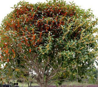 探秘中国传统名花——桂花（品种分类、特征及应用）