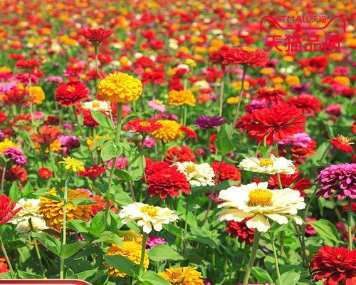 如何正确地种植百日菊（时间、方法、技巧，让你轻松拥有美丽花园）