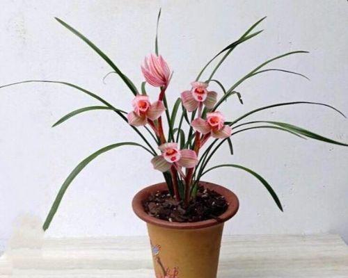 如何成功种植兰花盆栽（步步为营，盆栽兰花生长全攻略）