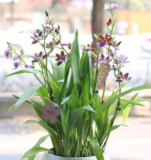 如何成功种植兰花盆栽（步步为营，盆栽兰花生长全攻略）