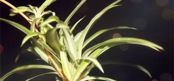 吊兰叶尖枯萎发黑的原因剖析（探究吊兰长期保持健康的方法）