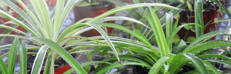 吊兰叶尖枯萎发黑的原因剖析（探究吊兰长期保持健康的方法）