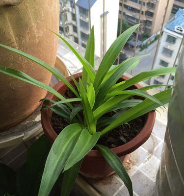 吊兰叶尖枯萎发黑的原因剖析（探究吊兰长期保持健康的方法）