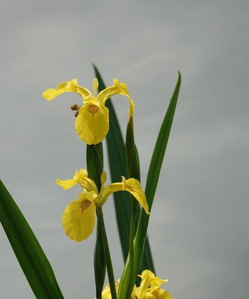 菖蒲花的养殖方法（详细介绍菖蒲花的生长、喜好和管理技巧）