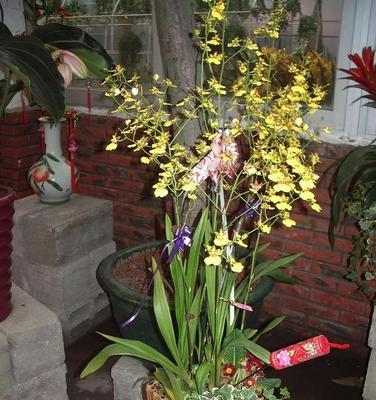 打造舒适家居的必备——适合家庭的花卉(让空气更清新,让家更温暖) 打造舒适家居的必备——适合家庭的花卉(让空气更清新,让家更温暖)