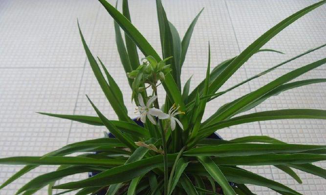 打造舒适家居的必备——适合家庭的花卉(让空气更清新,让家更温暖) 打造舒适家居的必备——适合家庭的花卉(让空气更清新,让家更温暖)