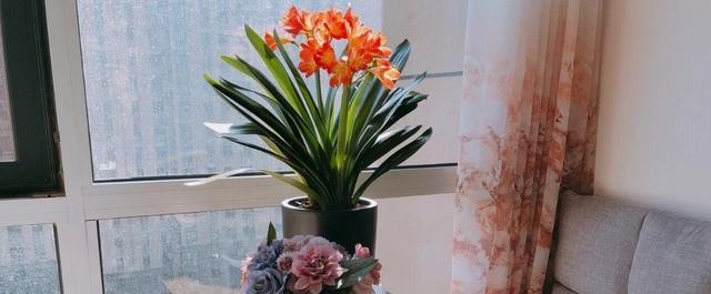 打造舒适家居的必备——适合家庭的花卉(让空气更清新,让家更温暖) 打造舒适家居的必备——适合家庭的花卉(让空气更清新,让家更温暖)