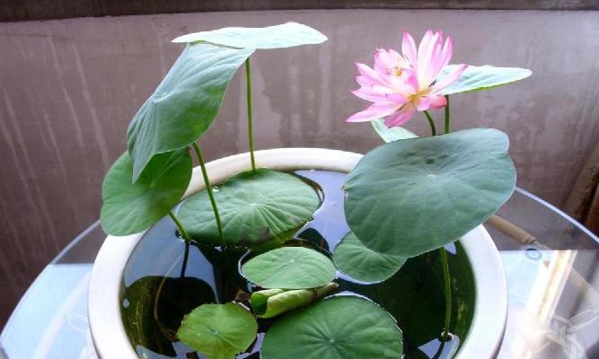 荷花种子的家庭种植方法（从选购到收获，轻松培育水乡之美）