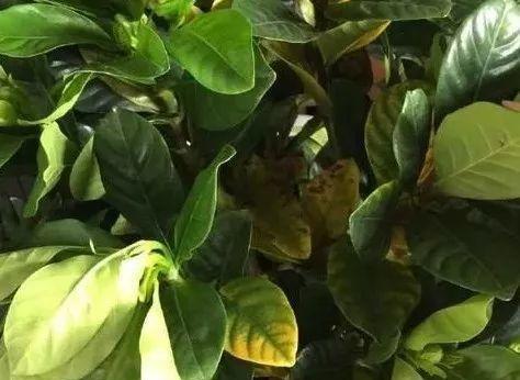 栀子花为何会黄叶？（探究栀子花黄叶的成因和应对之策）
