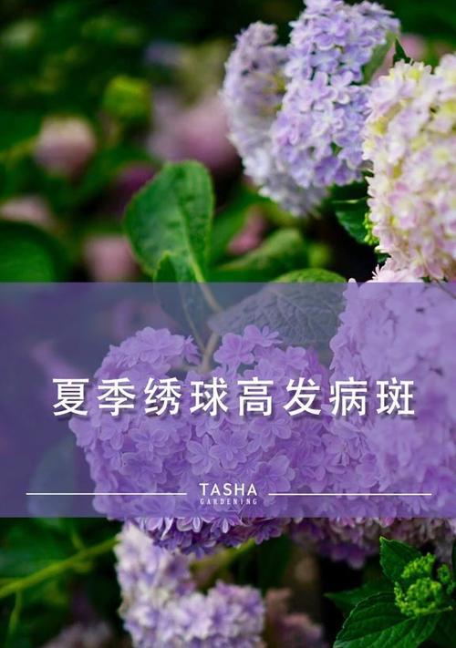 绣球花长斑的成因和防治方法（探究绣球花长斑的原因并提供有效的防治方法）