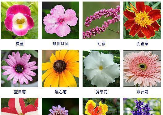 秋意盎然花开如画（探秋花畅享花海）