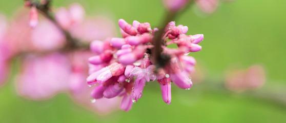 老桩紫荆花的发芽过程及时间（从萌芽到开花，用心守护）