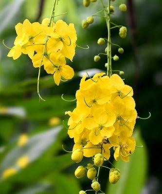 泰国国花——富贵花（富贵花的传说与特征）