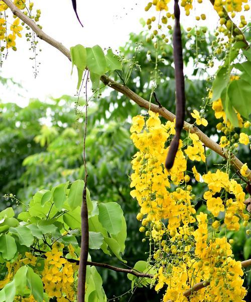 泰国国花——富贵花（富贵花的传说与特征）