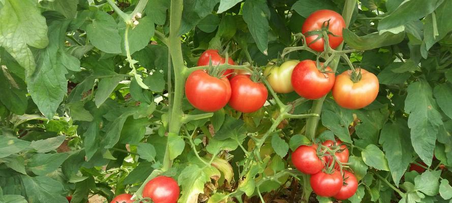西红柿栽培修剪技术详解（打造高产、优质、抗病的西红柿种植园）