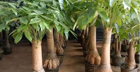 发财树的栽培技巧（让发财树在家中生长茁壮的8个方法）
