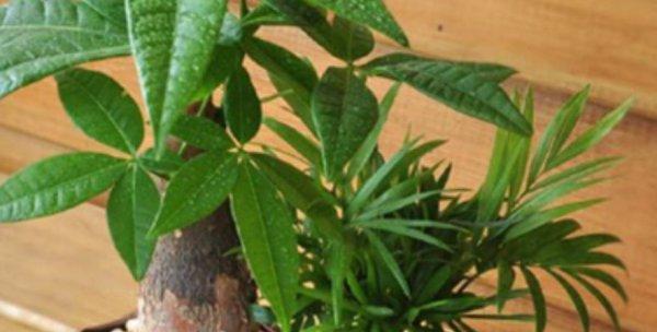 发财树的栽培技巧（让发财树在家中生长茁壮的8个方法）