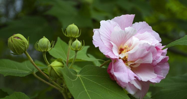 芙蓉花开花季节剖析（解读芙蓉花盛开的月份及地域分布）