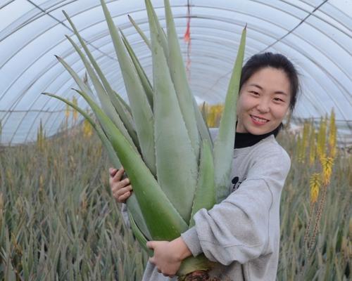 芦荟栽培与管理（掌握正确方法让芦荟健康成长）