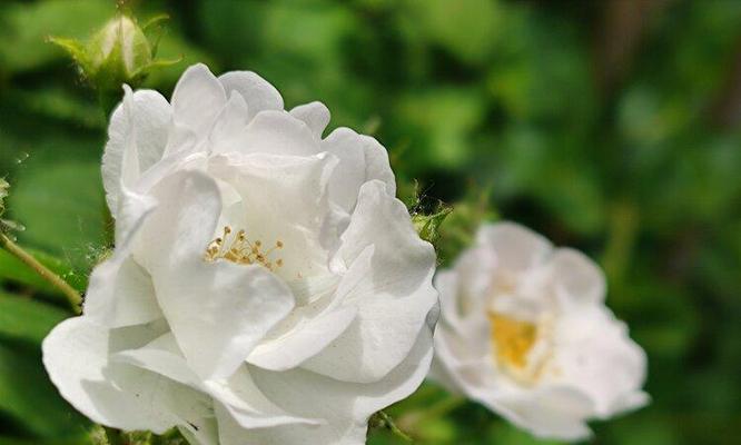 盛放在白色世界的蔷薇花（探寻白色蔷薇花的美丽与秘密）