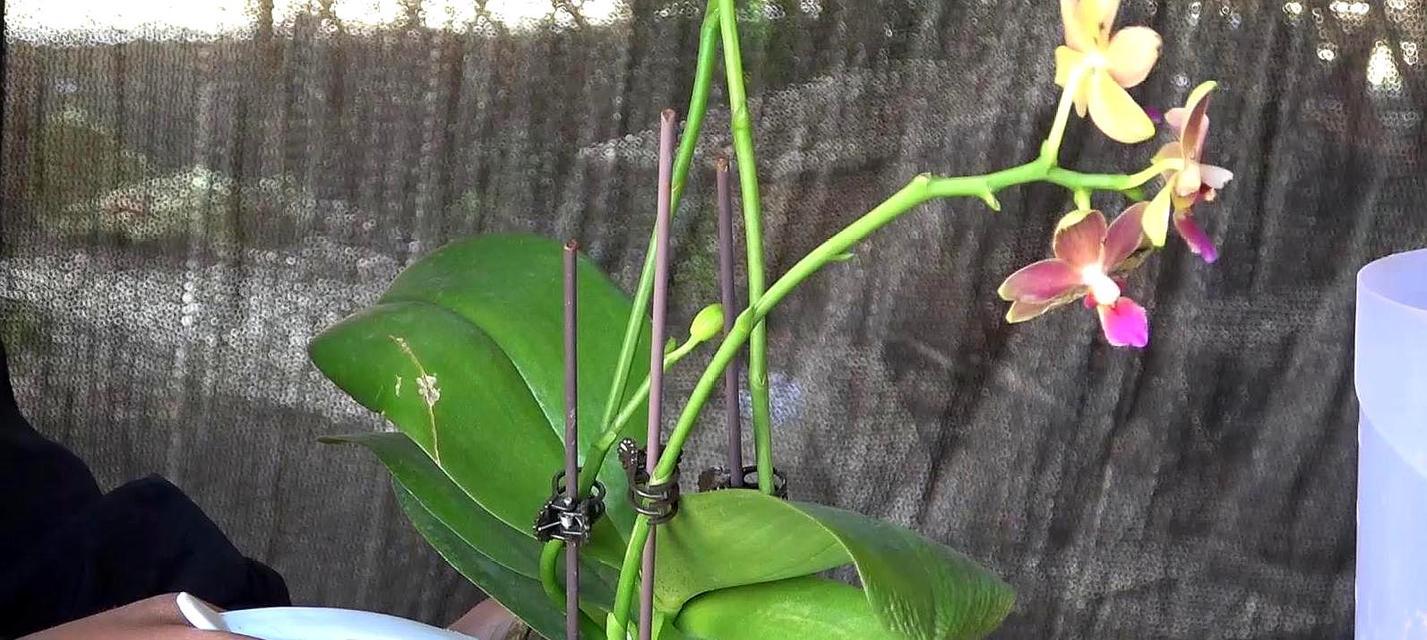 蝴蝶兰开花后的处理方法（让蝴蝶兰绽放更美的花朵）