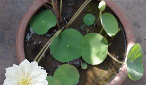 碗莲种子的种植方法（打造美丽池塘的秘籍，让你轻松成为水生植物种植大师）