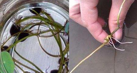碗莲种子的种植方法（打造美丽池塘的秘籍，让你轻松成为水生植物种植大师）