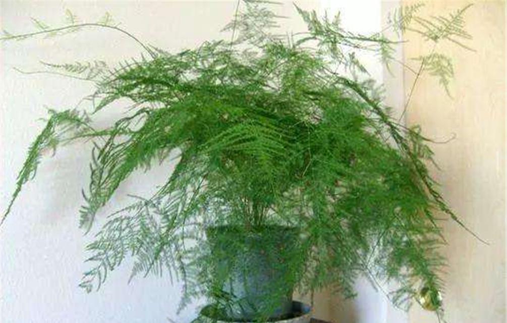 盆栽文竹的养殖方法（打造美丽的家居绿植环境）