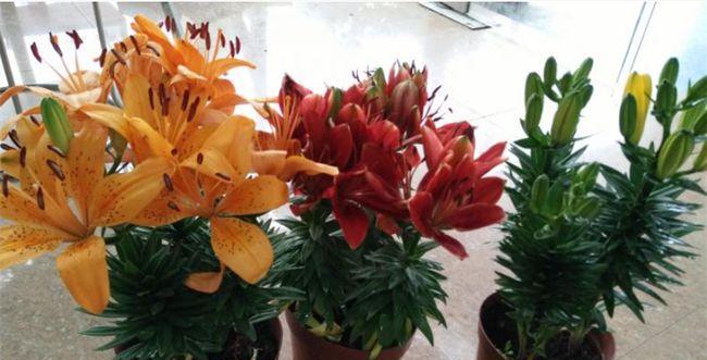 百合花水培生根法（百合花放在水里能生根吗，水培方法详解）