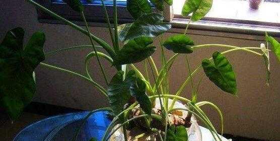 百合花水培生根法（百合花放在水里能生根吗，水培方法详解）