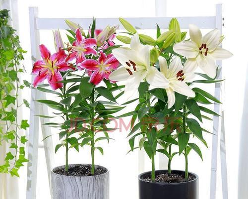 百合花水培生根法（百合花放在水里能生根吗，水培方法详解）