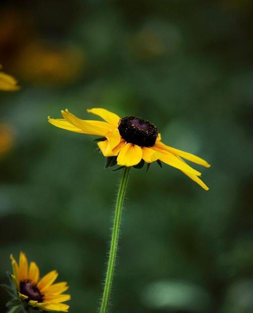 黑心菊——一种美丽却危险的植物（了解这种植物，让你远离它的危害）