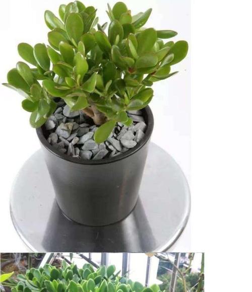 玻璃翠盆栽的种植方法（打造生态环保小家园）