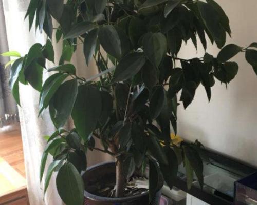 平安树叶子发黄掉落，该怎么办？（如何挽救受到环境影响的平安树？）