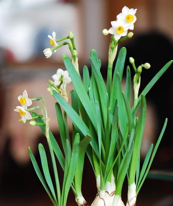 水仙花常见虫害及防治方法（掌握这些关键信息，让水仙花免受虫害的侵袭）