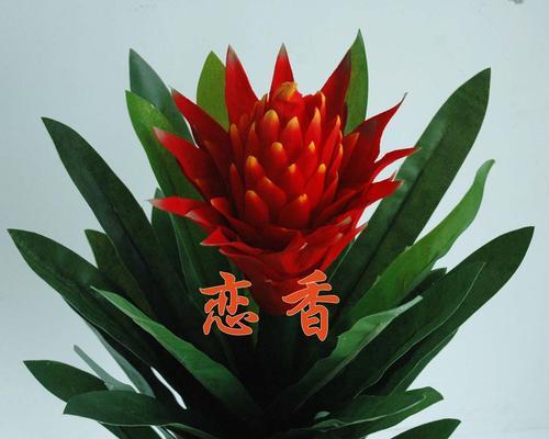 如何培养鸿运当头的好运气？（学会这些技巧，让好运不断降临！）