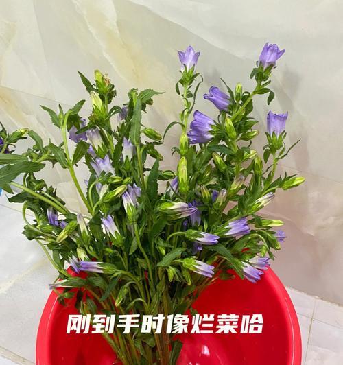 风铃草养护指南（打造清新自然的花园）