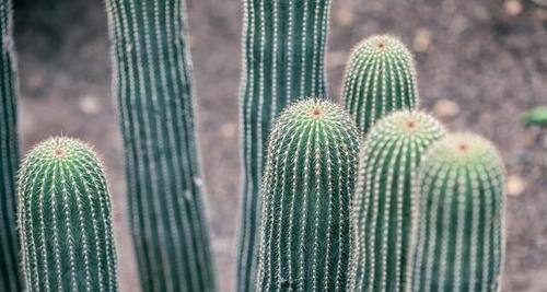 仙人掌的特征和生态习性（探秘仙人掌的形态、生长和适应环境）