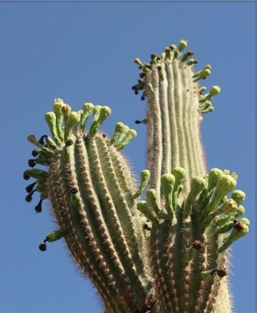 仙人掌的特征和生态习性（探秘仙人掌的形态、生长和适应环境）