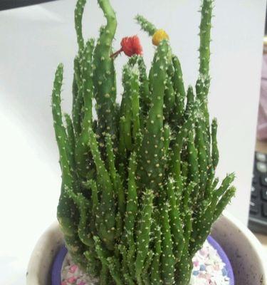 仙人掌的特征和生态习性（探秘仙人掌的形态、生长和适应环境）