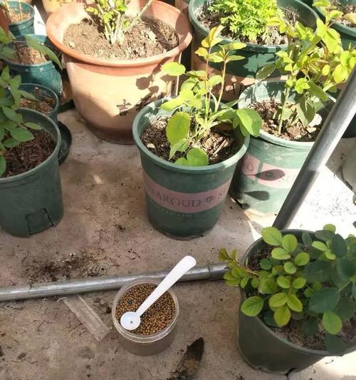 盆花的施肥技巧（打造花园中的小绿洲）