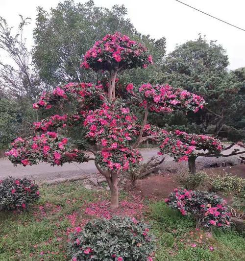 茶梅开花的养护与浇水技巧（打造茶梅开花的美丽园林，）