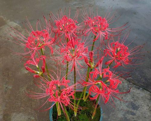 从零开始，轻松种出漂亮的彼岸花（一步步教你彼岸花的种植方法，让你在家也能欣赏到美丽的花海）