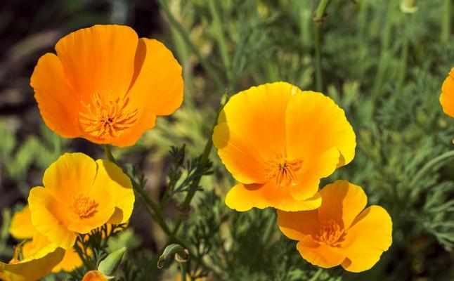 如何正确播种花菱草（花菱草生长周期、播种方法和细节）