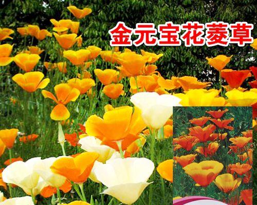 如何正确播种花菱草（花菱草生长周期、播种方法和细节）