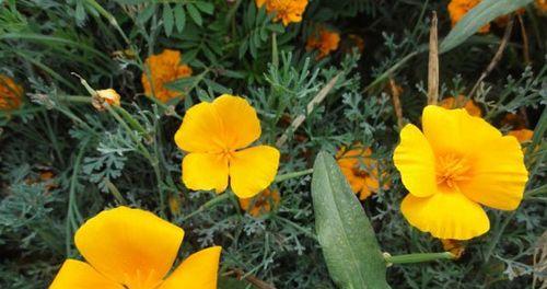 如何正确播种花菱草（花菱草生长周期、播种方法和细节）