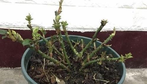 月季花修剪技巧（掌握这些技巧，让你的月季花更加健康美丽）