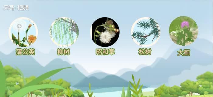 植物传播种子的方式（探究植物如何通过自然手段实现种子传播）