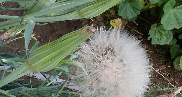 植物传播种子的方式（探究植物如何通过自然手段实现种子传播）