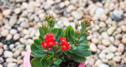 多肉植物养护全攻略（从浇水到施肥，让你成为多肉植物专家）